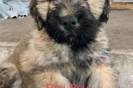 Bouvier des Flandres (cow herders of Flanders)