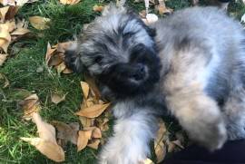 Bouvier des Flandres 