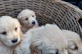 Golden retriever puppies