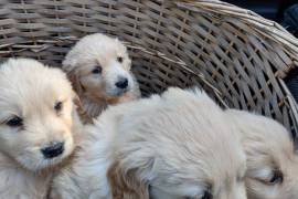 Golden Retriever Puppies