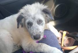 Texas Heeler X Blue Cattle puppy 