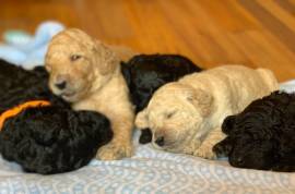 AKC Standard poodle puppies