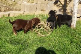 AKC Lab Puppies