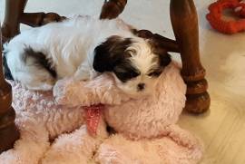 Shih Tzu