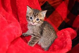 Manx bobtail kittens