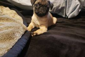 Female pug puppy 