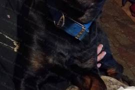 Pure breed german rottweiler pups