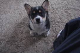 AKC Pembroke Welch Corgi