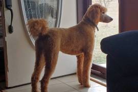 Goldendoodle pointer puppies