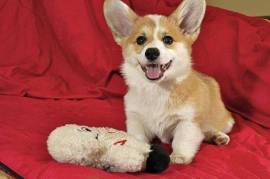 Pembroke Welsh Corgi puppieS