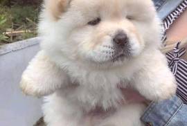 Chow Chow Puppies Ready For New Home
