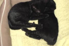 2 Boy Black Kittens need forever home!