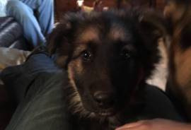 AKC German Shepherd puppy 