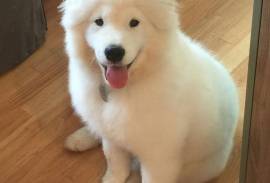 Female Pure bred 3 months old Samoyed puppy for ad