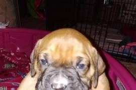 Boxer Puppies