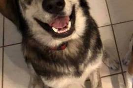 Lost Golden Retriever/Husky mix very large puppy