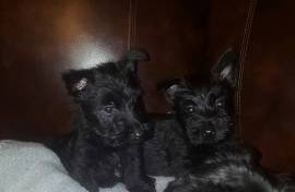 Scottish Terrier Puppies