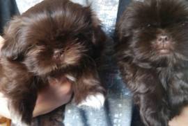 CHOCOLATE SHIH-TZU PUPPIES