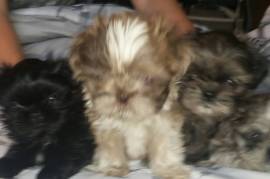 RARE MERLE SHIH-TZU PUPS