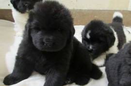 Windancer Newfoundlands Puppies For Sale
