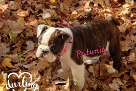 Adorable English bull dog puppies 