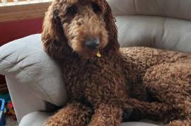 Handsome, red, akc reg.,standard Poodle Stud