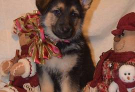 German Shepherd Puppies