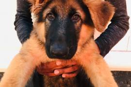 AKC German Shepherd Pups