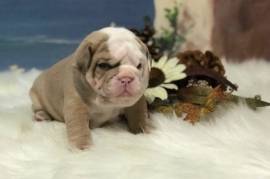 English Bulldog, M, Blue Fawn, Triple Carrier