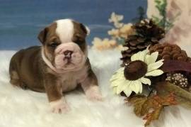 English Bulldog, M, Chocolate, CHampion Lined