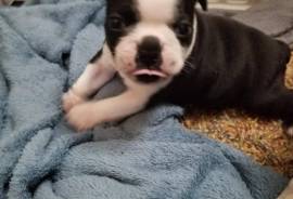 Boston Terrier Puppies