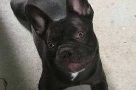 French Bulldog chocolate male, 12 months, neutered