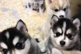 Pomsky and Siberian Husky Puppies Available 