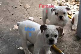 olde english bulldogge pups