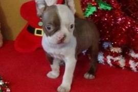 Boston terrier Puppies available