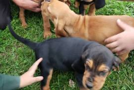 Redbone Blood Hound Puppies