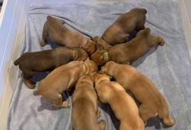 Boerboels 