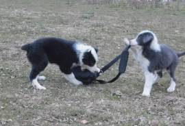 AKC Border Collies