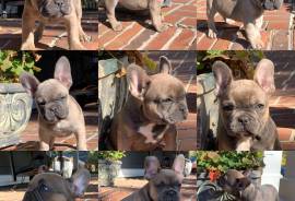 French Bulldog Puppies