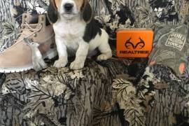 Smart,Sweet,Loving, Full Blooded Beagle Puppies 