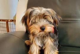 Yorkie Boy