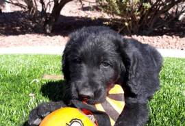 Labradoodles