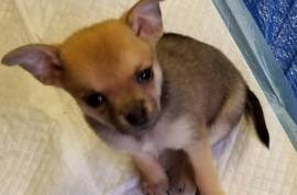 Pomchi's  $300ea.rehome fee