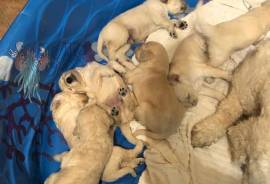 Goldendoodle Puppies 