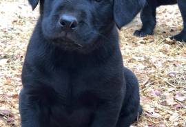 Black Labs