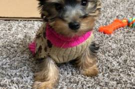 10 week Yorkie