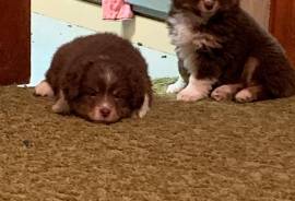 Toy Australian Shepherds