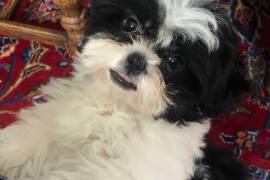 Shih Tzu Male Puppy