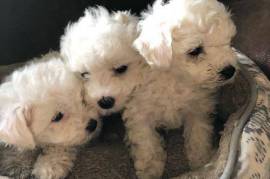 Bichon Puppies 