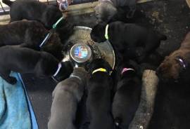 Cane Corso puppies ready 12/20/19